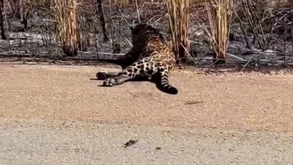 On�a-pintada � atropelada em estrada do Maranh�o ap�s fugir de queimada